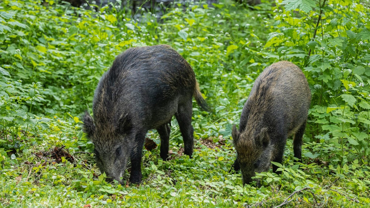 Il monito di Confagricoltura alla Regione