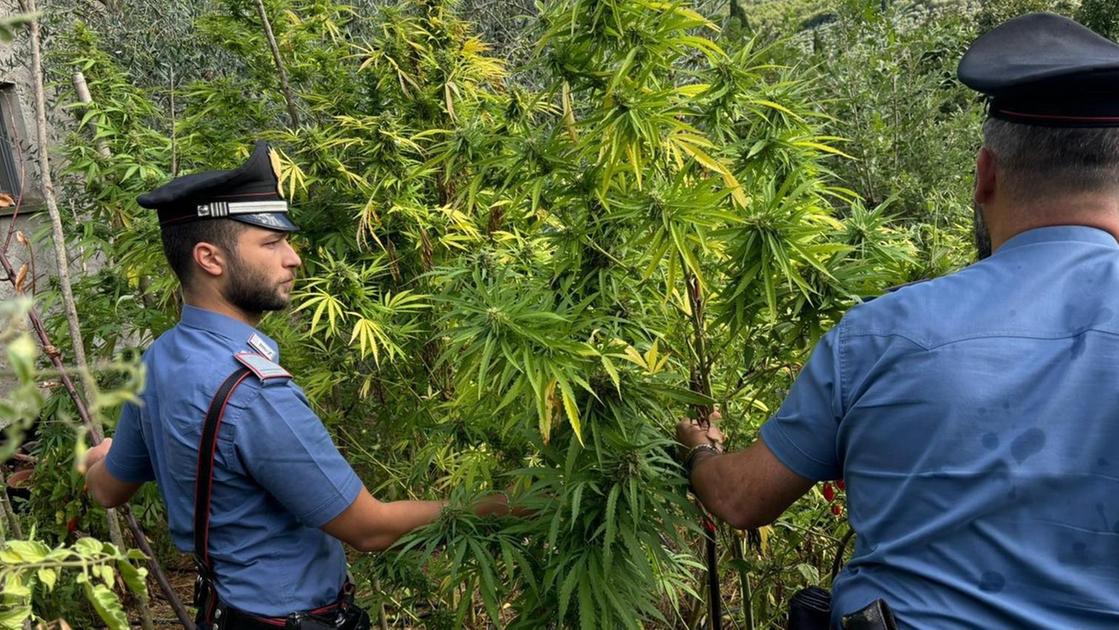 Coltiva marijuana e spaccia. Professionista nei guai