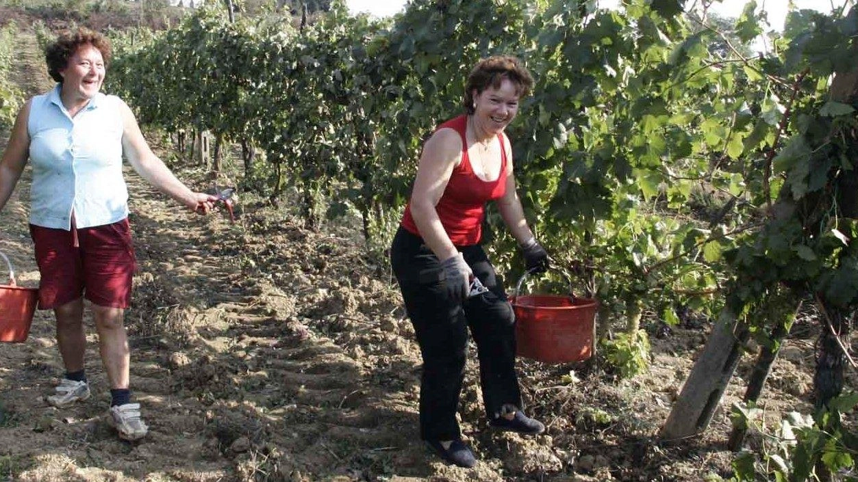 Nell’immagine d’archivio, la stagione della vendemmia è ormai alle porte e qualcuno ha già iniziato anche per evitare i rischi del maltempo.