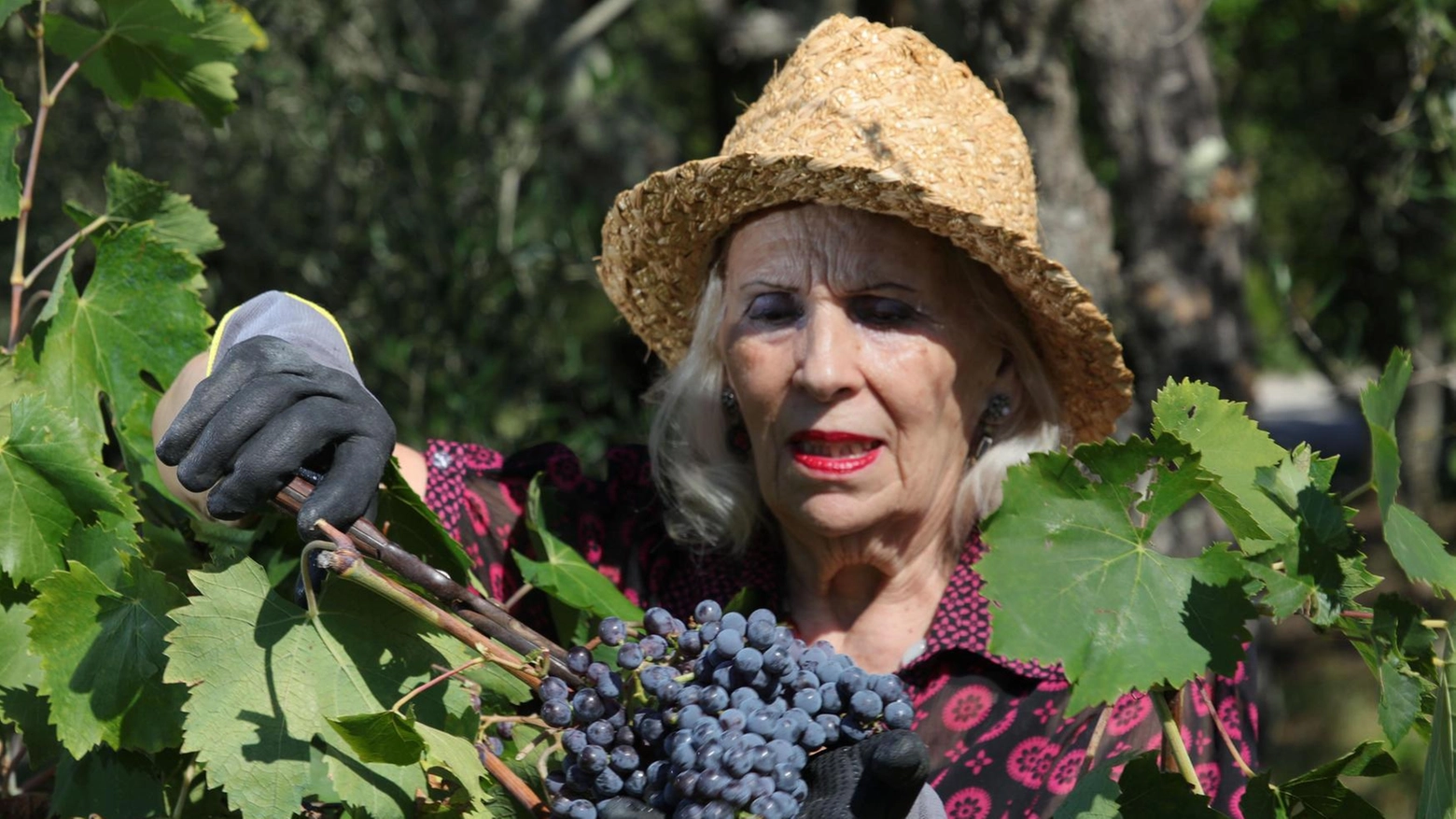 Vendemmia 2024, il bilancio. Annata in crescita per il Chianti: "Vini intensi per aromi e profumi"