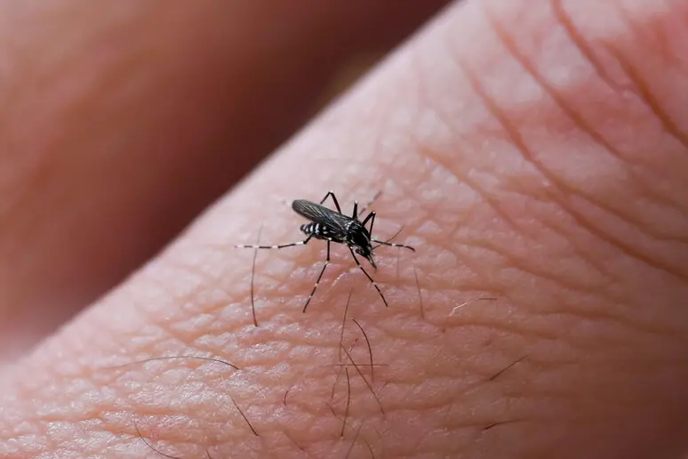 Dengue in Toscana, l'allarme dei medici come riconoscerla, i sintomi e