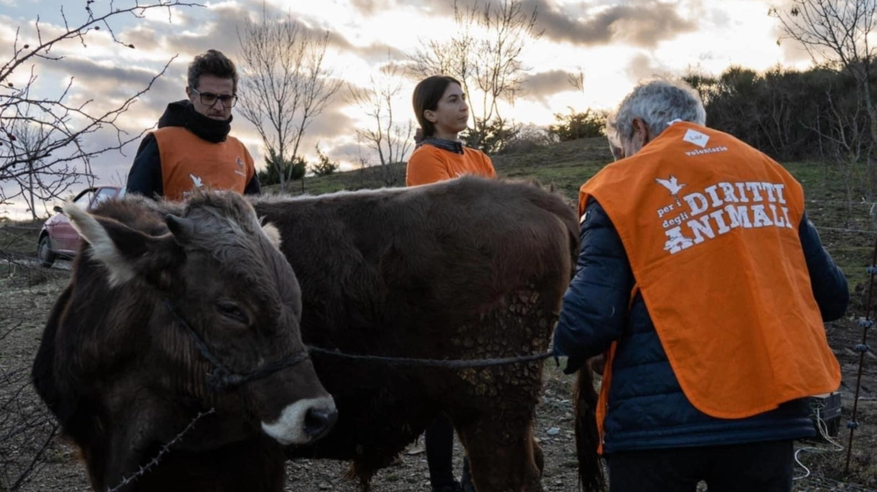 Le prime sei mucche sono arrivate da poco più di una settimana, ora pascolano liberamente dopo i maltrattamenti