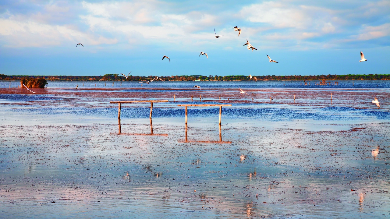 Il Lago di Massaciuccoli è situato fra le province di Lucca e Pisa