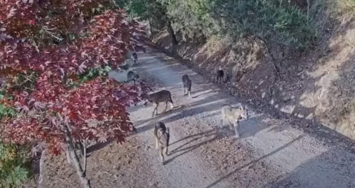 “Cuccioli di lupo a Bagno a Ripoli”. Il video diventa virale