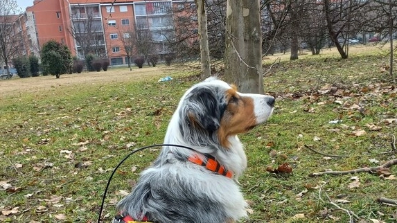 Si tratta di animali addestrati a scoprire i bocconi avvelenati (Foto Ansa)