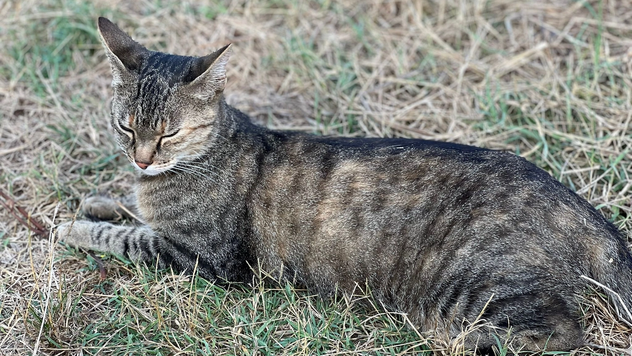 Un gatto