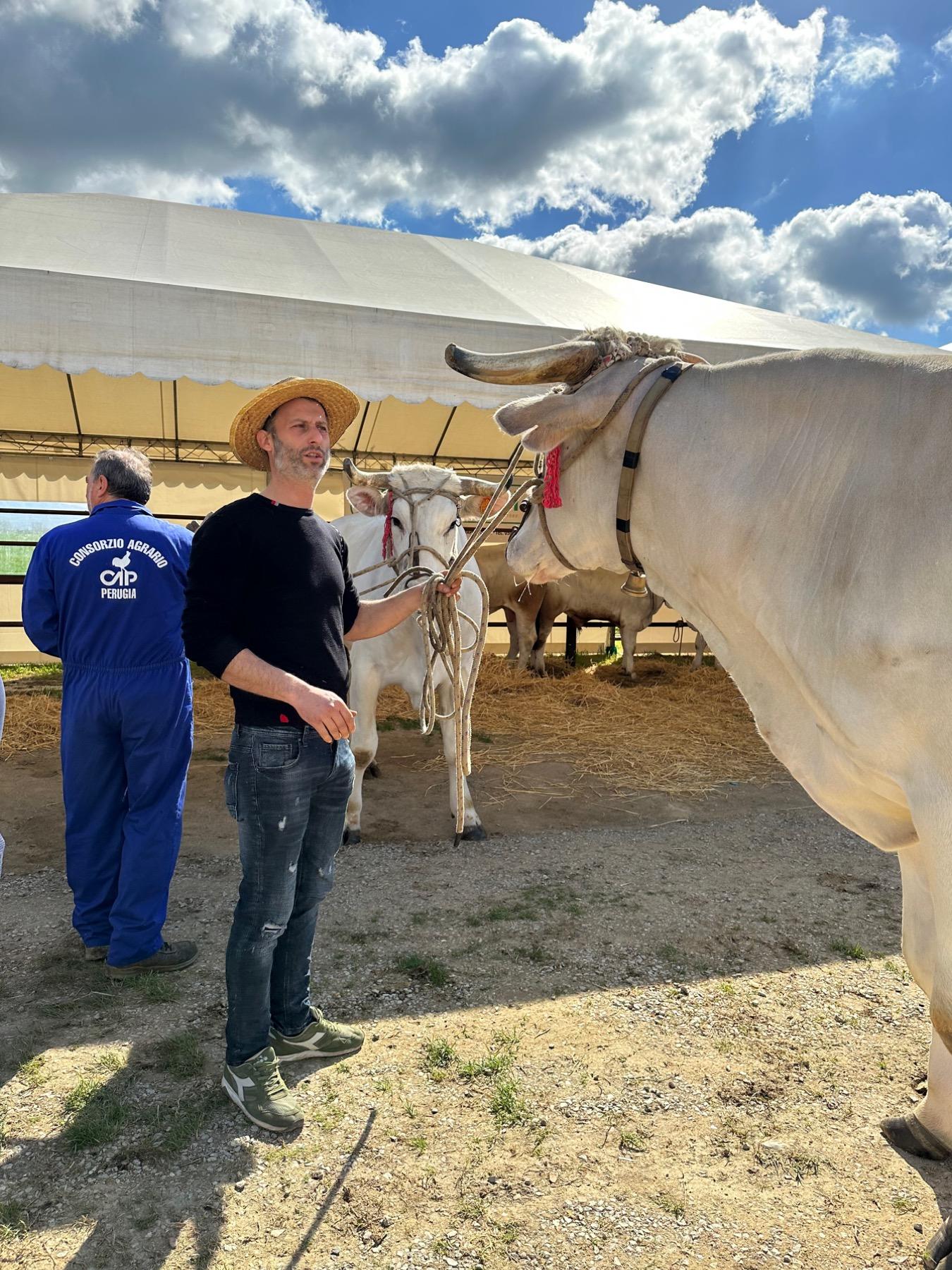 Cortona, 70^ edizione della Mostra dei bovini di razza Chianina