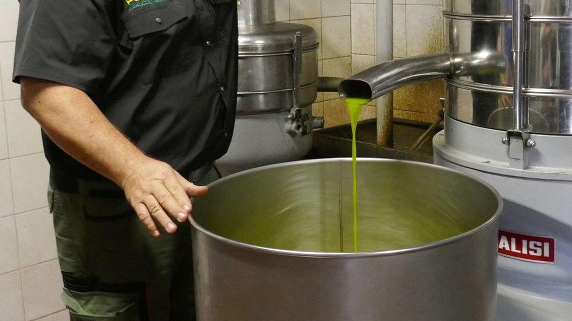 Tante olive, poco olio. Il clima stravolge i raccolti e incide sul prezzo finale: "Ma la qualità è eccellente"