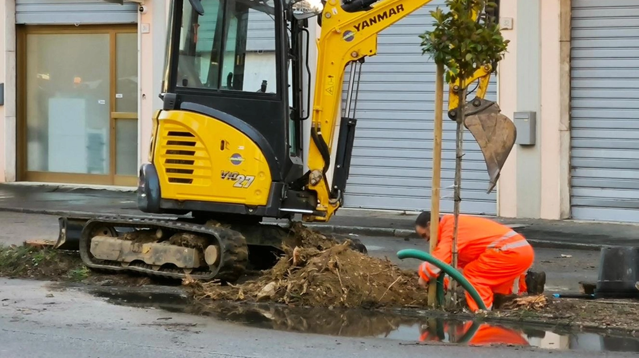 AREZZO Abbattuti i pini in via IV Novembre. Ieri mattina gli operai del Comune hanno abbattuto otto dei nove alberi...