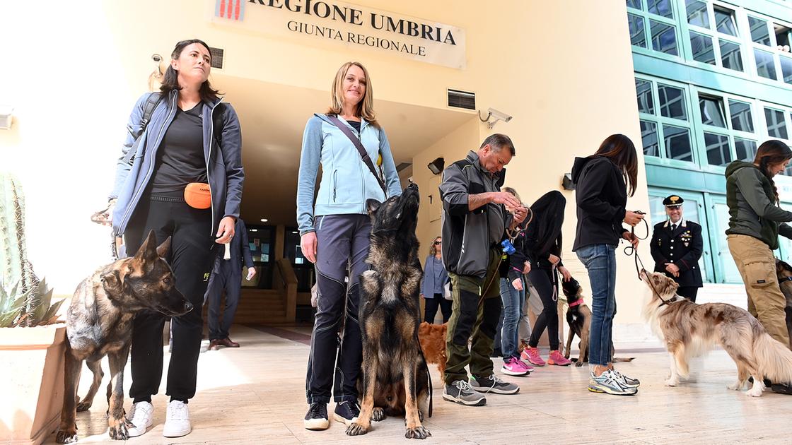 In Umbria arrivano i "detective" a quattro zampe: devono trovare i bocconi avvelenati