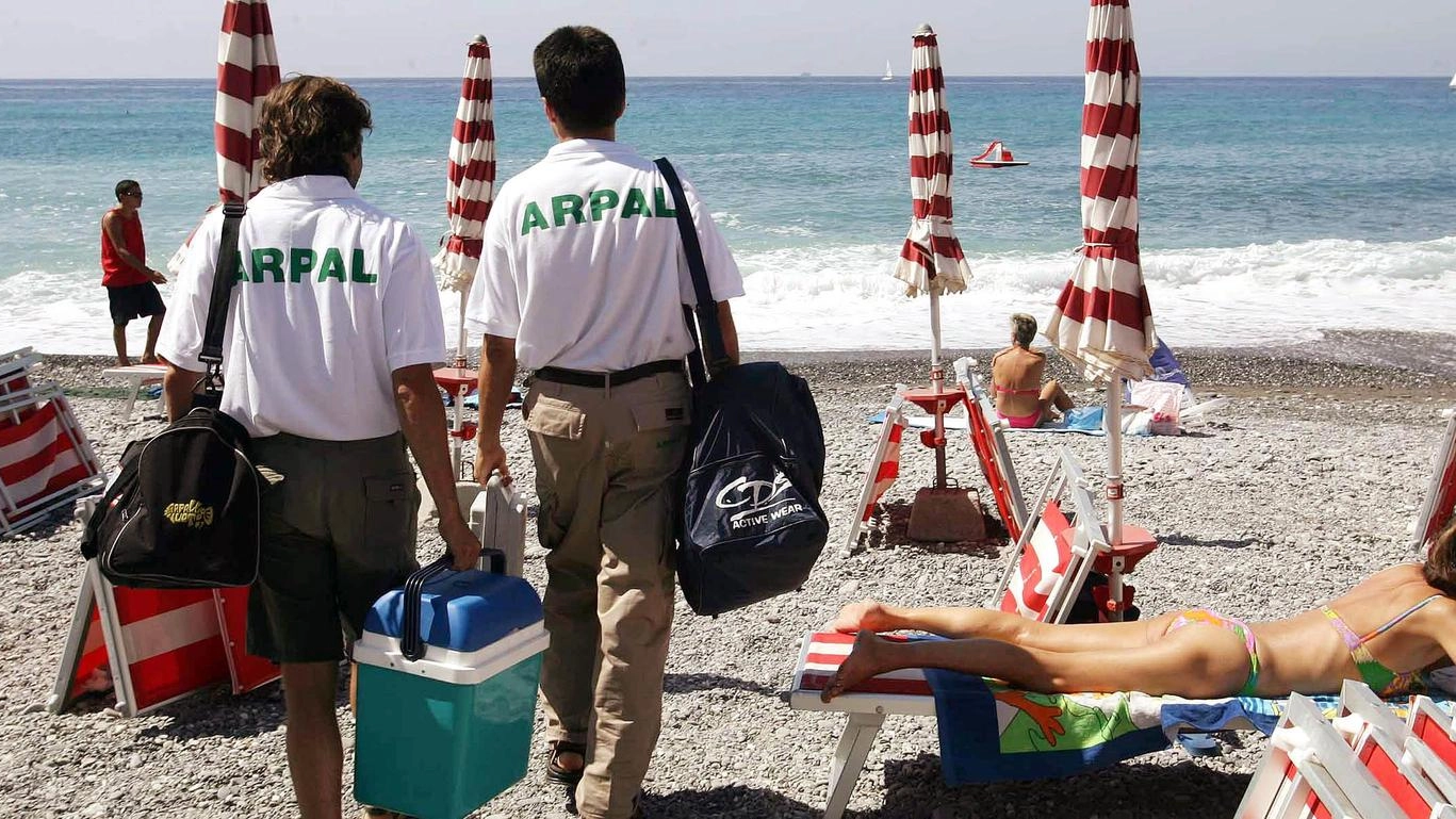 Ma quante meduse!: "Segnale di biodiversità". Introvabile il granchio blu. Ma arriva l’ostrica perlifera