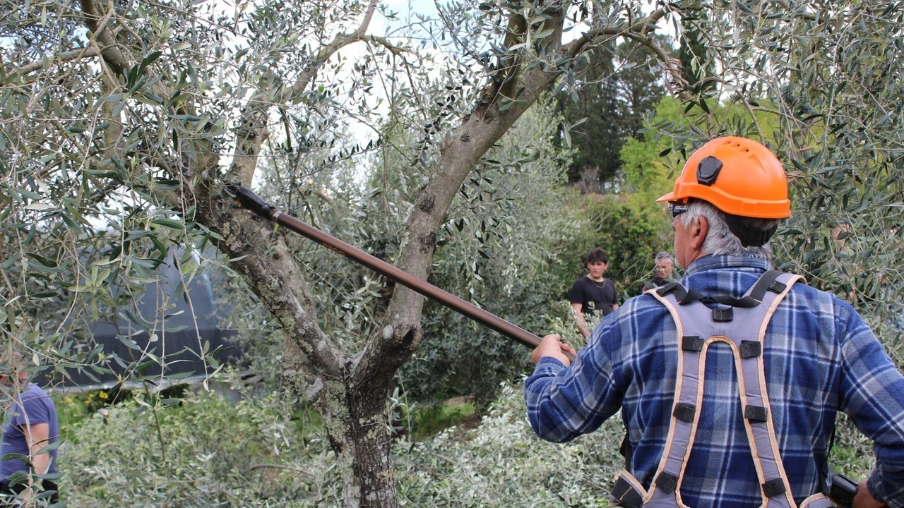 Farmaci dalle foglie secche di ulivo: "Così si riusano gli scarti agricoli"