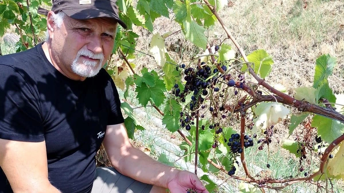 Massimo Pieragnoli mostra una delle sue viti nel podere di Pontenuovo