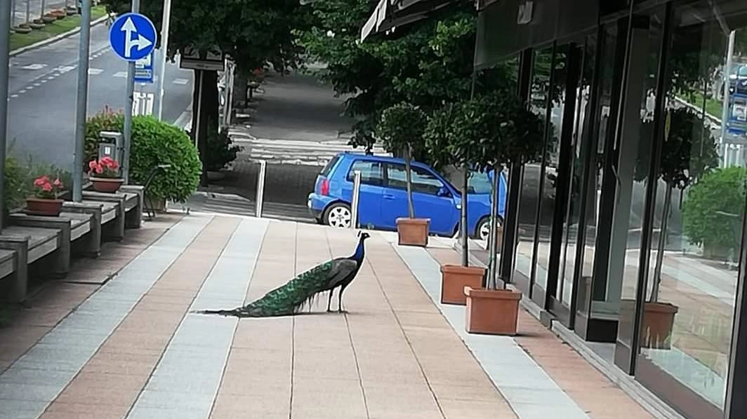 Chianciano, pavone a passeggio su tetti e vie della zona termale