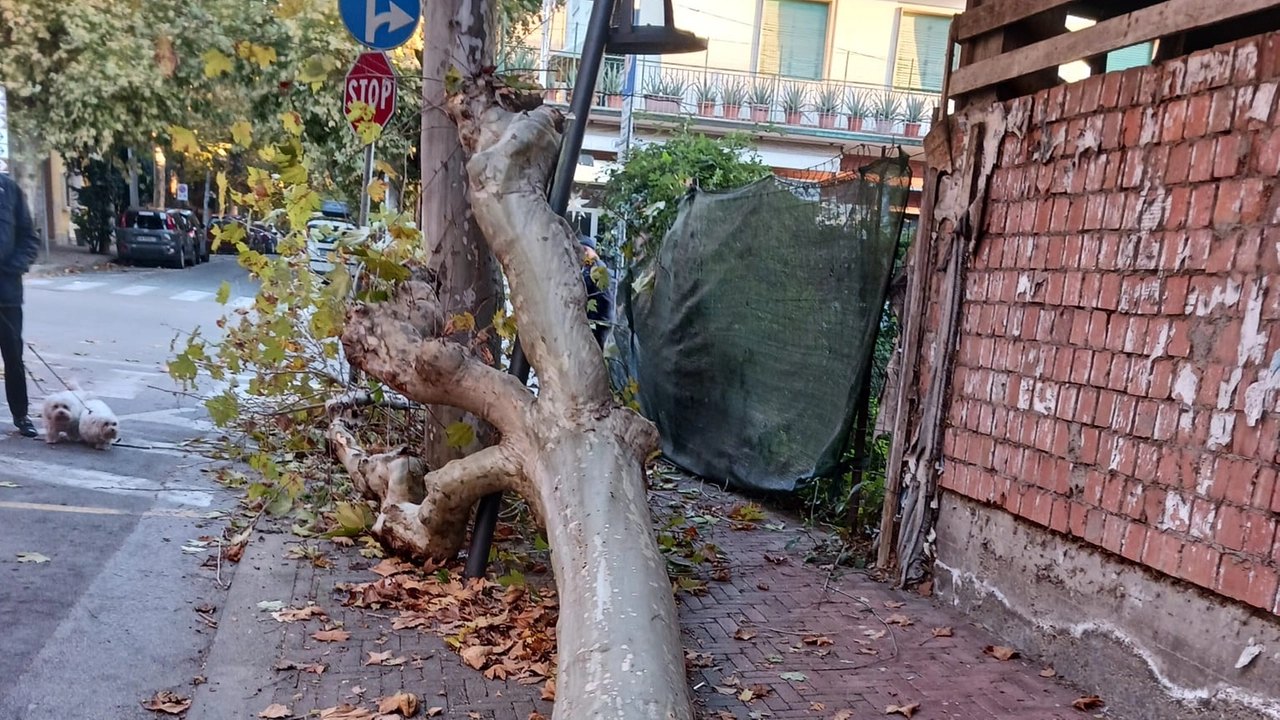 L’albero caduto in via Melani: le radici appaiono evidentemente malmesse