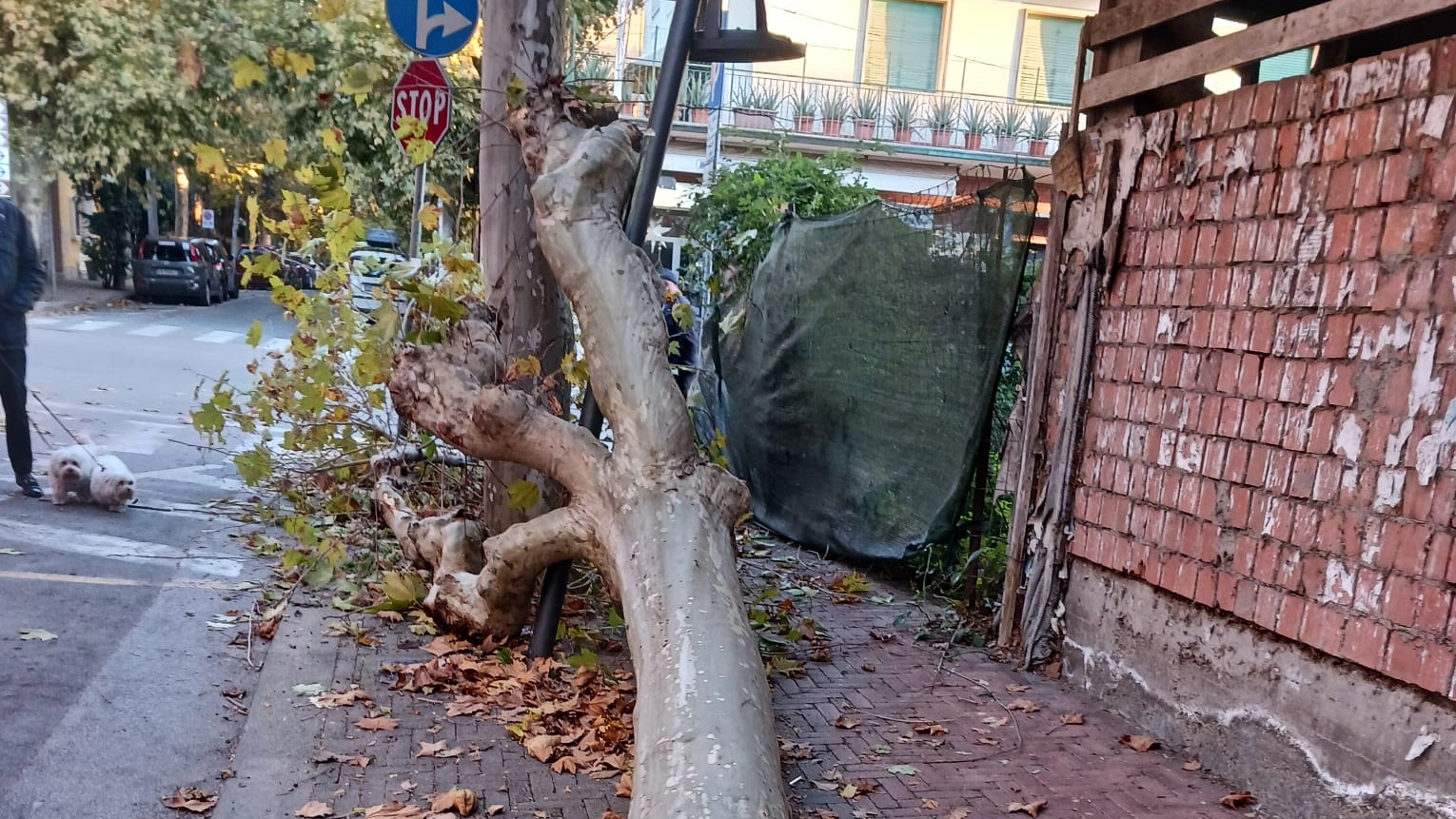 L’albero caduto in via Melani: le radici appaiono evidentemente malmesse