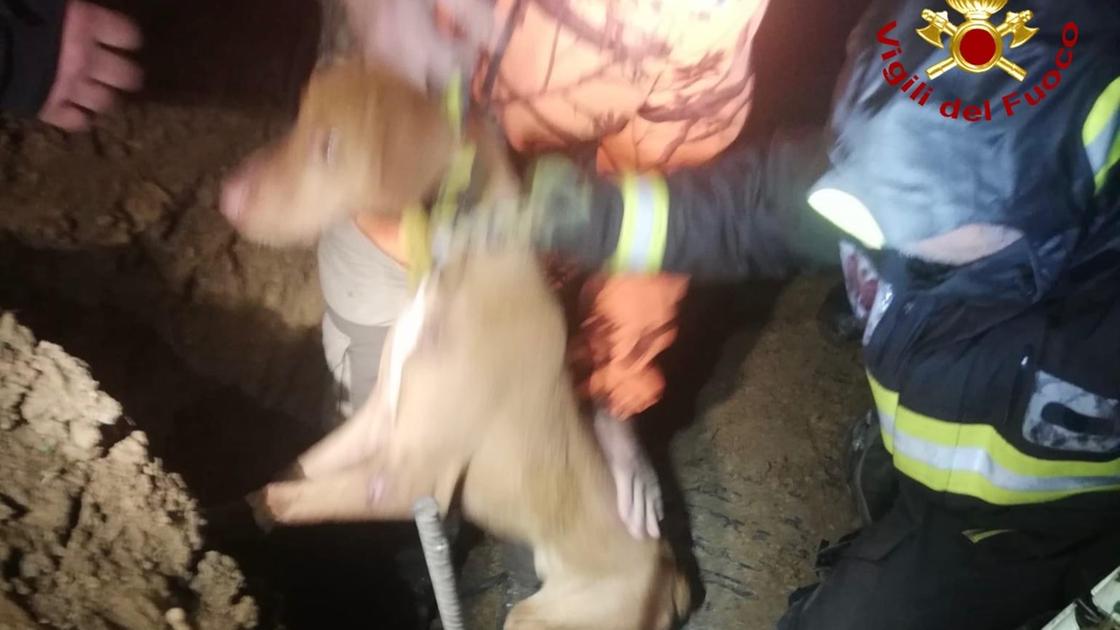 Cane intrappolato in un canale di scolo, salvato dai vigili del fuoco dopo tre ore di lavoro