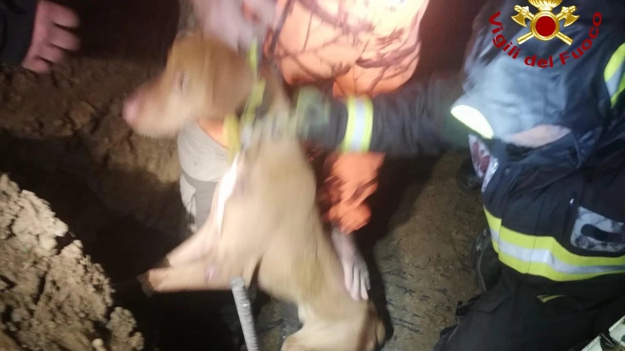 Il cagnolino salvato dai vigili del fuoco