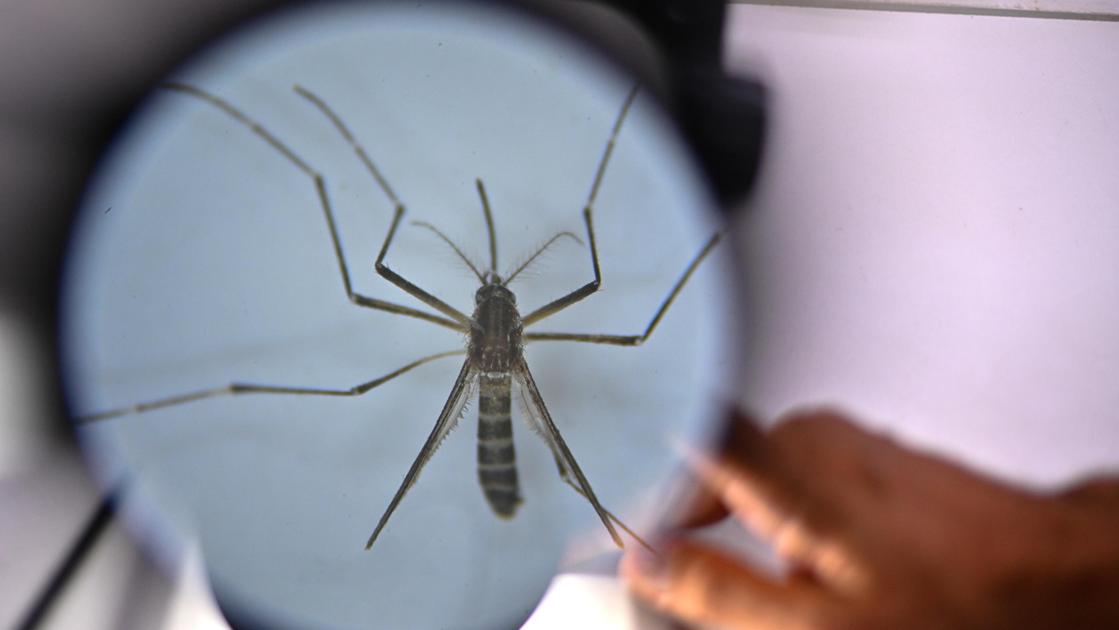 Casi di Dengue a Sesto Fiorentino, al via la disinfestazione. Ecco in quali zone