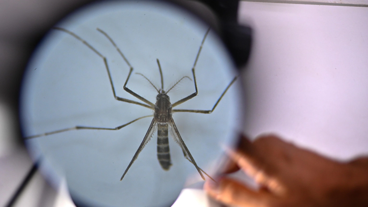 Casi di dengue a Sesto Fiorentino. Parte la disinfestazione