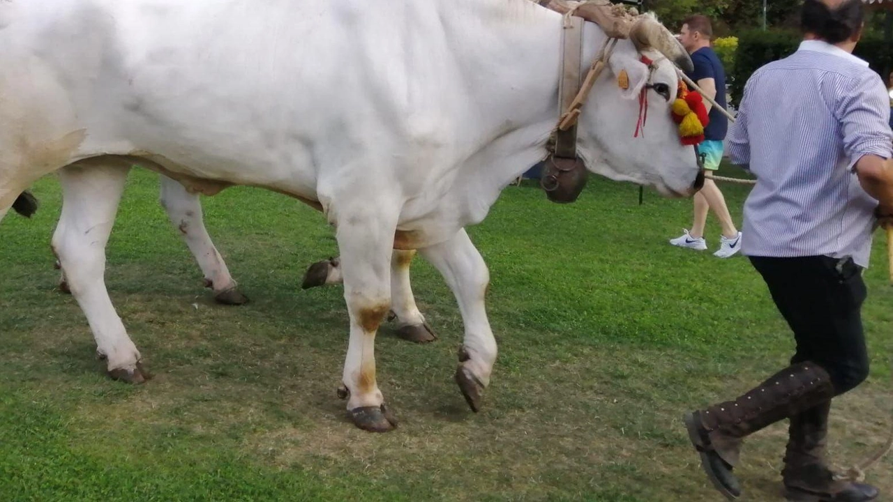 La Pro Loco Seravezza organizza la Fiera del Nove il 8 settembre, dopo che l'ex Comunità Montana Alta Versilia ha rinunciato al coordinamento. Saranno presenti 70 espositori con animali, prodotti tipici e arredo giardino.