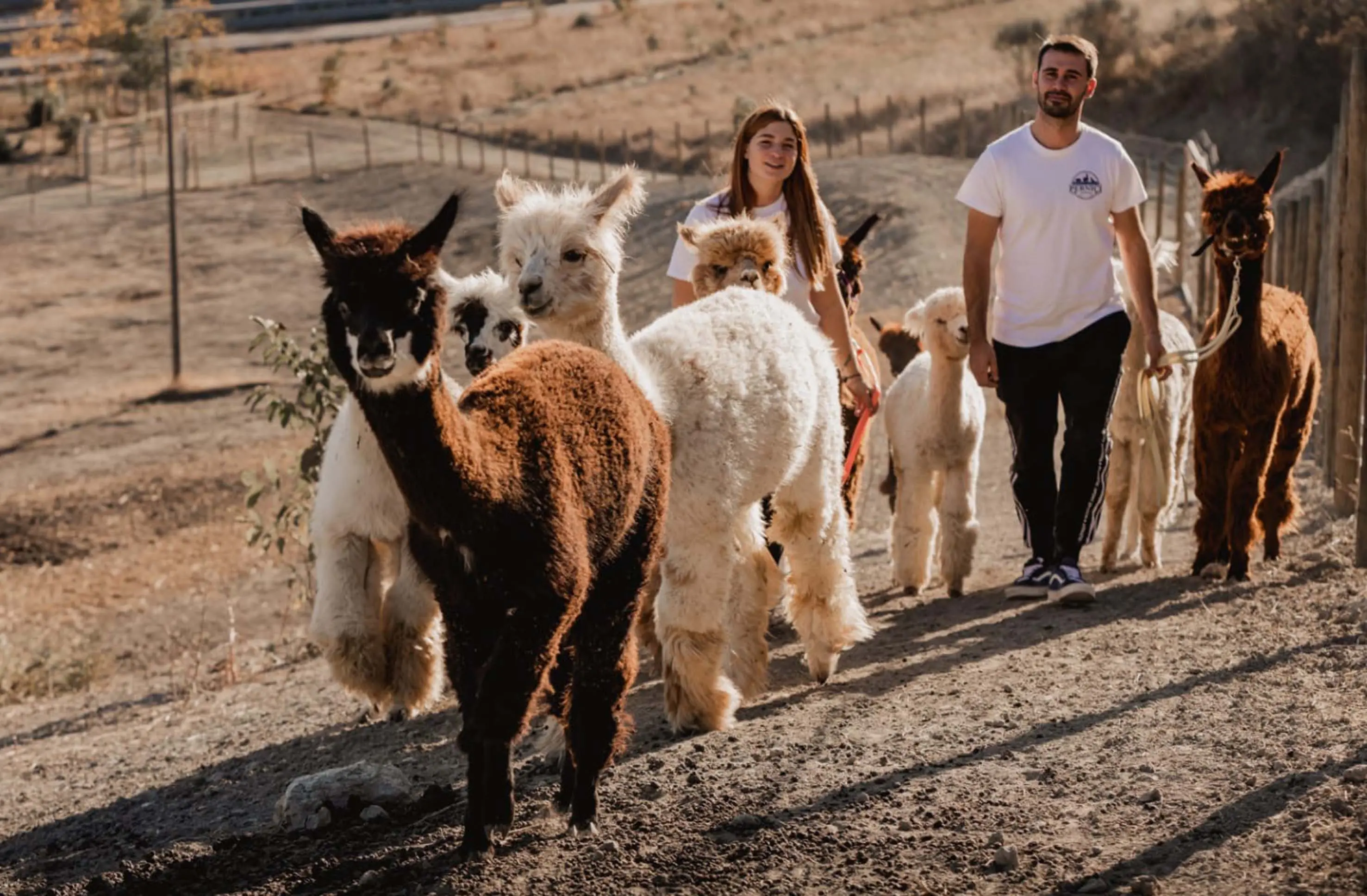 La storia di Natale, trekking con gli alpaca nella fattoria. Dall’emù Giustino al cammello Fausto