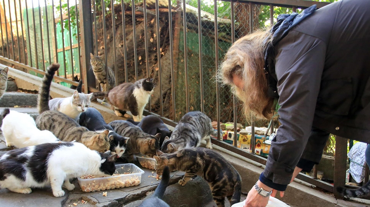 Associazioni "Stregatti Signa" e "Angeli con la Coda" protestano contro il Comune di Signa per l'assenza di aiuto nell'affrontare l'emergenza felina. Richiedono una stanza per gli stalli dei gatti, ma le richieste cadono nel vuoto. Il Comune sembra ignorare le responsabilità previste dal 2022, lasciando le associazioni in difficoltà finanziarie e operative.