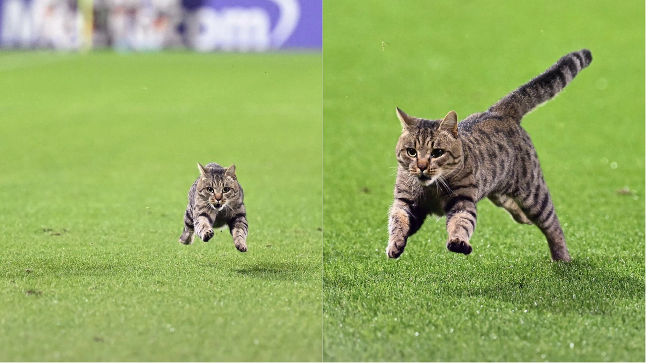 Due immagini, diffuse dalla Fiorentina, del gatto entrato in campo all'Artemio Franchi durante Fiorentina Roma