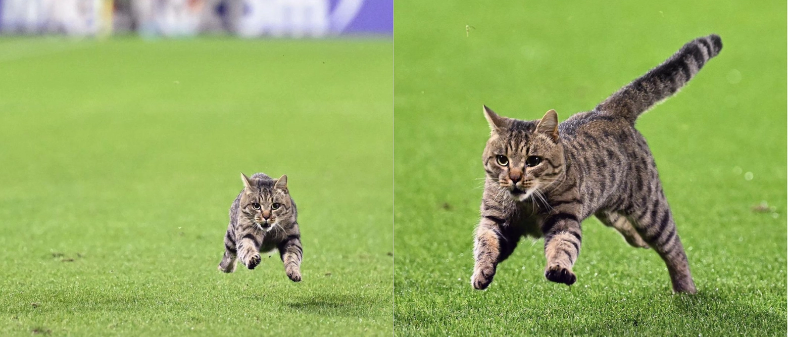 In Fiorentina Roma accade l’incredibile: compare un felino in campo durante la partita. Spaventato, riesce a guadagnare l’uscita tra lo stupore generale dei tifosi. Certamente ha portato bene alla squadra di Palladino