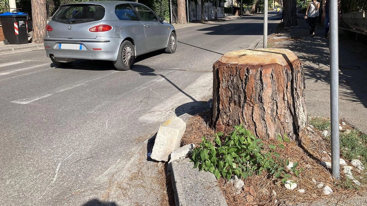 Uno dei ceppi di pino in viale Marconi che verranno tolti (Goiorani)