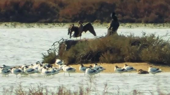 Conferenza sulla berta maggiore all'Oasi Wwf Laguna di Orbetello, con la biologa Elisa Simi. Prossimo appuntamento il 14 dicembre sul falco pescatore. Incontri aperti a tutti, senza prenotazione. Visite all'Oasi e al Museo Casa Pelagos disponibili. Contatti per informazioni.