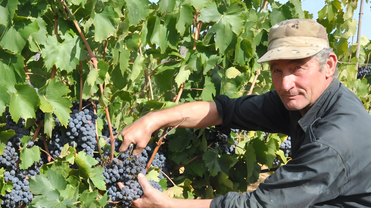 Vendemmia, buona qualità: "Ma niente pieno carico"