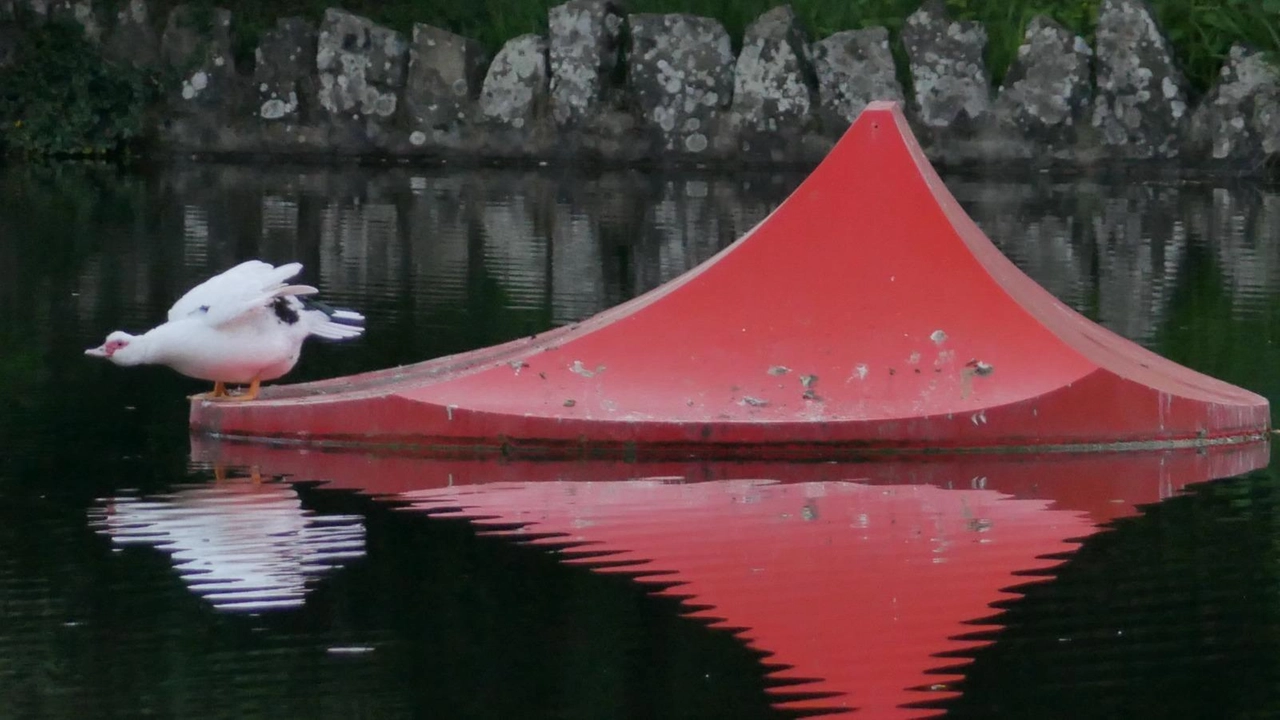 Anatra muta sulla scultura flottante di Marta Pan, foto. di Giovanni Ciattini