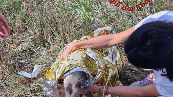 Vigili del fuoco salvano cane caduto in pozzo agricolo a Deruta grazie a intervento specializzato Saf. Animale recuperato sano e salvo.