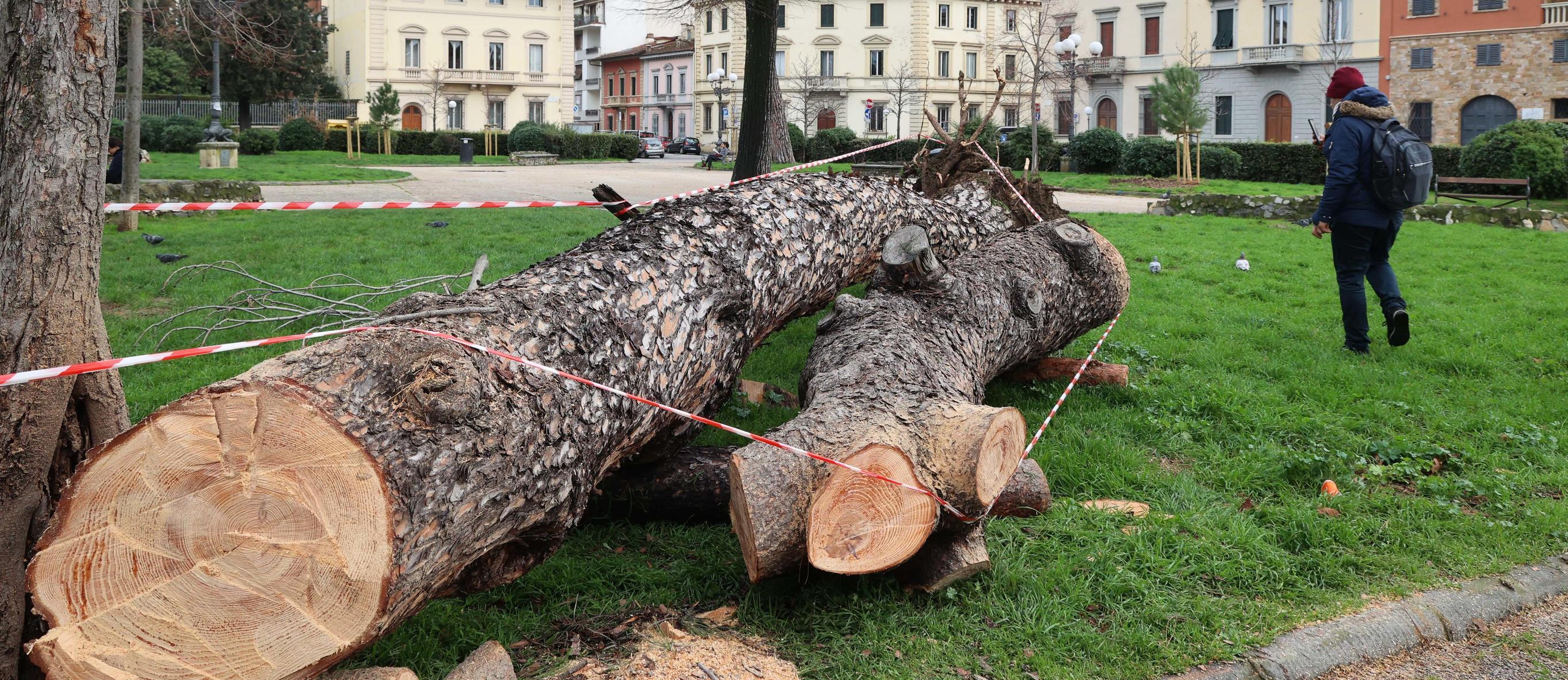 Pioggia e vento: crolla un pino. Era a basso rischio cedimento. Terzo caso in pochi giorni