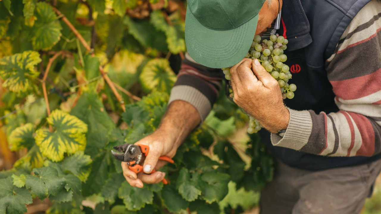 Piano per la riconversione e ristrutturazione dei vigneti. Previsti finanziamenti fino a 11 milioni di euro