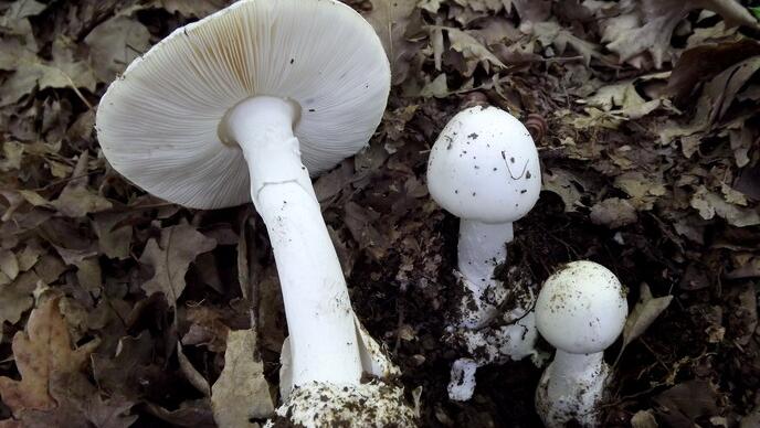 https://www.lanazione.it/image-service/view/acePublic/alias/contentid/NzMxODUyM2UtNTk0NS00/0/esemplari-di-amanita-phalloides-foto-ansa.jpeg?f=16:9&w=1200&h=630