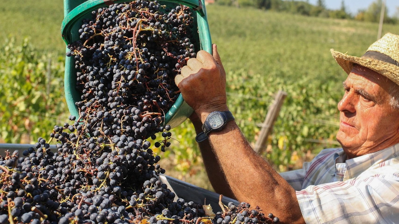 Sarà un’ottima annata per il Chianti