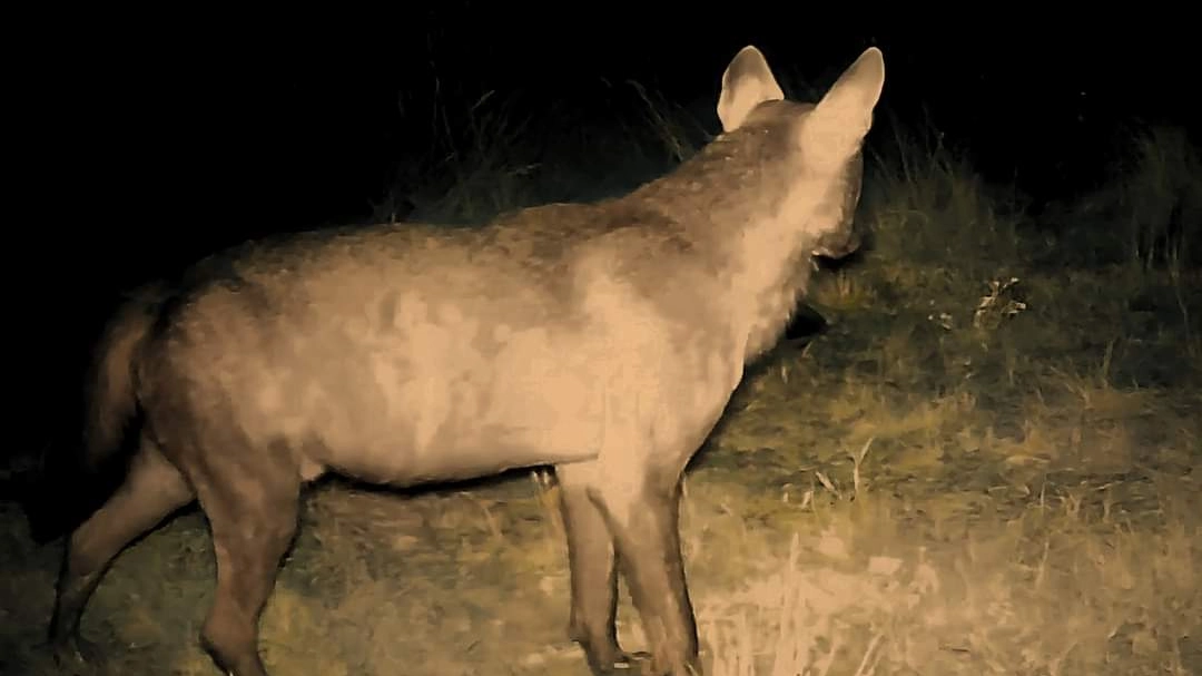 Una foto della lupa “Tina” catturata a Malmantile dalla fototrappola di Fossi