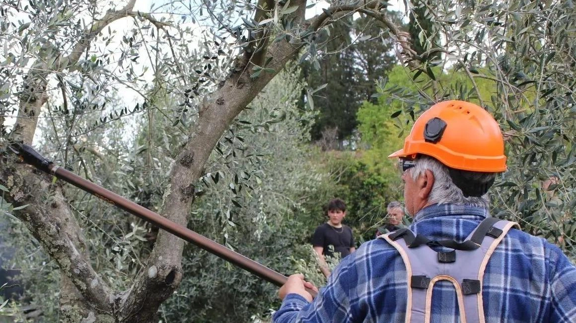 Ci sono 92 olivi da curare. Il Comune cerca volontari