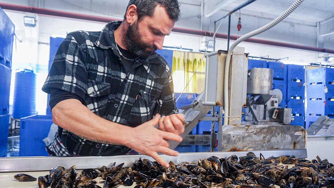 Il nuovo impianto per la mitilicoltura dovrebbe nascere al largo di Punta Bianca