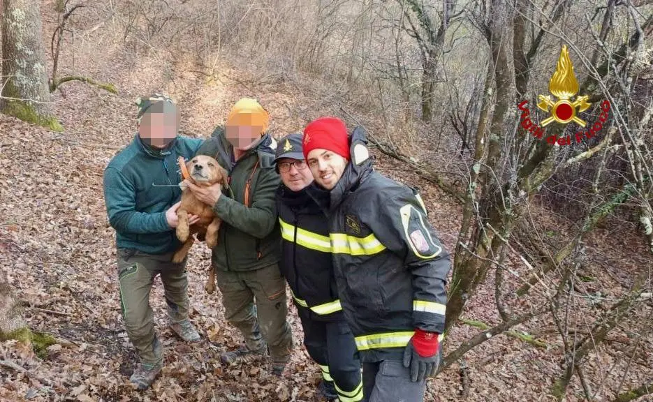 Cane incastrato in un cunicolo nel bosco, salvato dai vigili del fuoco