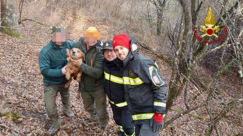 Il cagnolino intrappolato nel bosco è stato salvato dai vigili del fuoco