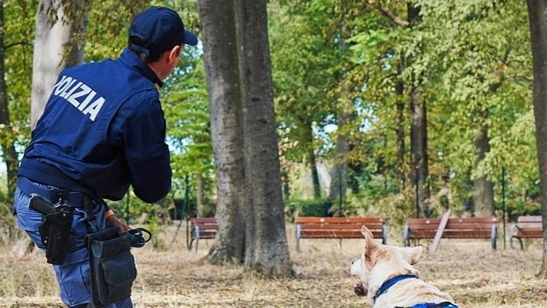 Droga nascosta sull’albero. La scoperta dell’agente