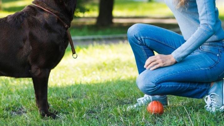 Il Cane nella Famiglia Moderna: Un Membro Amato e Importante