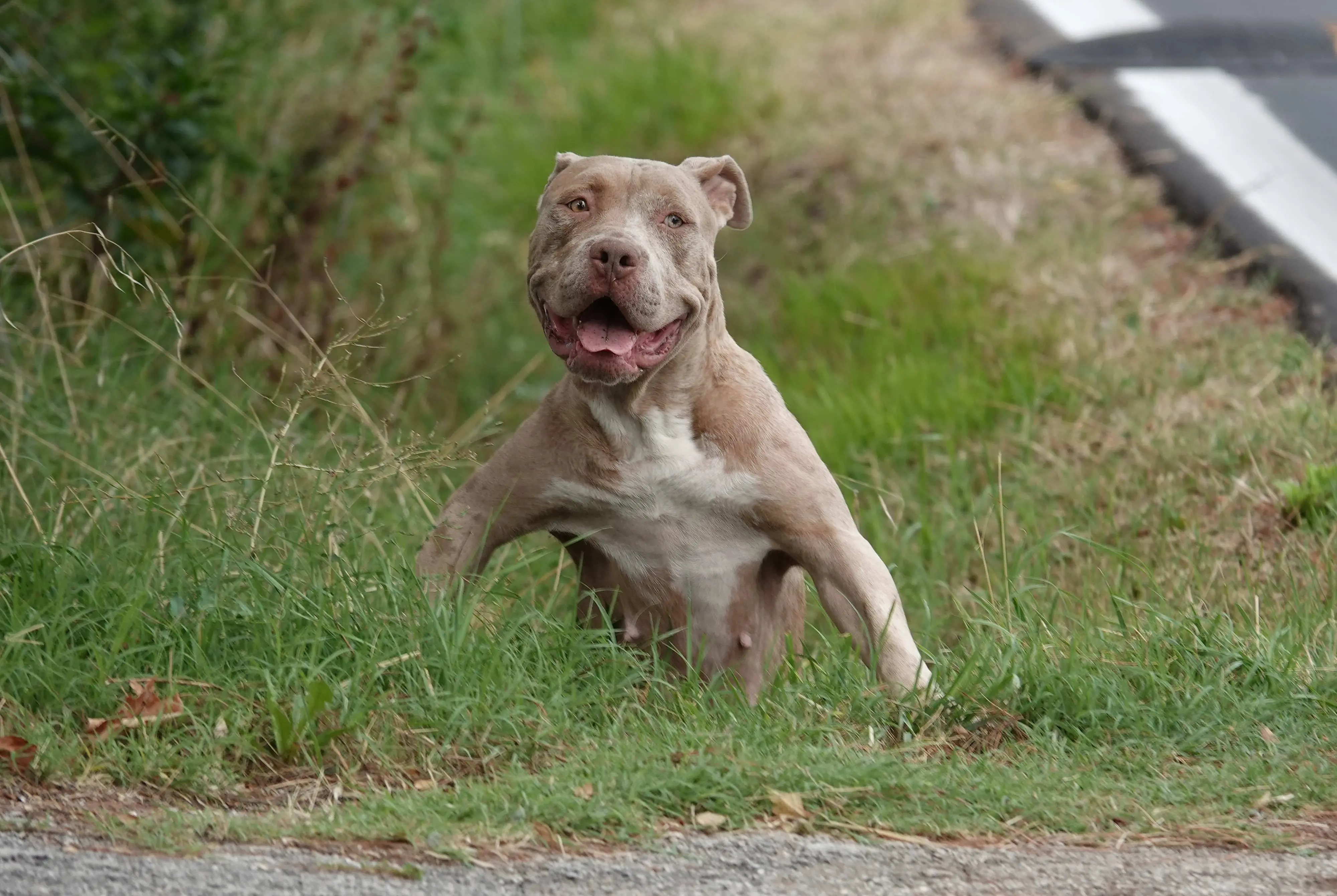 Giovane azzannato dal pitbull, padrone condannato a risarcire