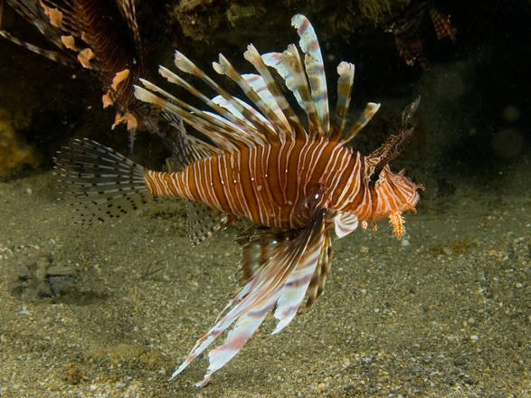 Pesce scorpione (Foto Ansa)