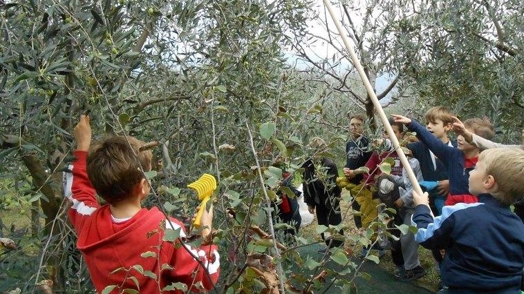Alla scoperta degli olivi. La visita degli studenti