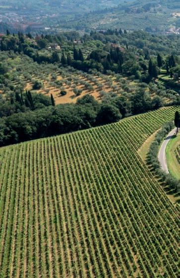 Consorzio Vino Toscana, il 20 febbraio anteprima a Firenze