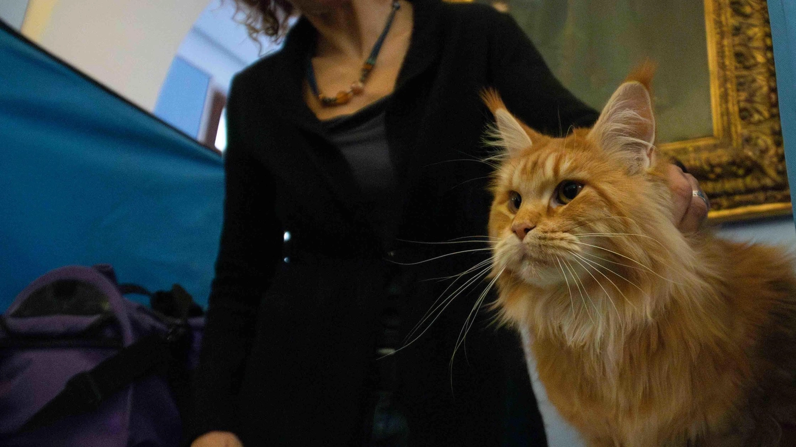 Cani e gatti come membri della famiglia. A Firenze è boom di animali da compagnia